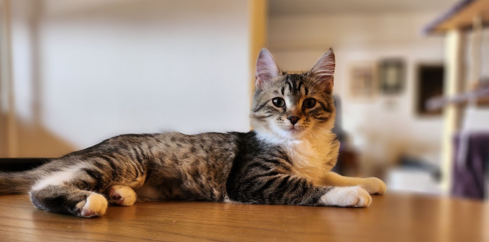 Mimi